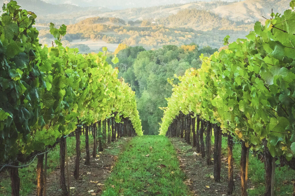 Healdsburg CA Green Vineyards Jaime Casap/Unsplash
